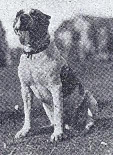 Pig Bellmont.March 1920